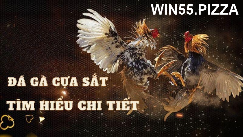 Những điểm mạnh thu hút đông đảo người chơi của đá gà cựa sắt Win55